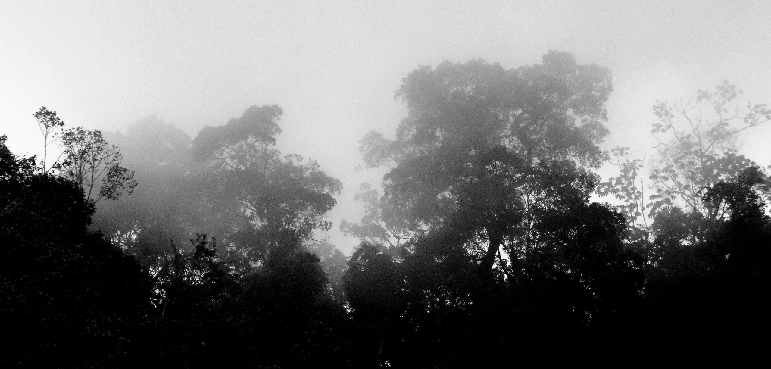 Reserva-Natural-Chicaque-bosque-de-niebla-colombia-wald-silhouette-nebel-kolumbien