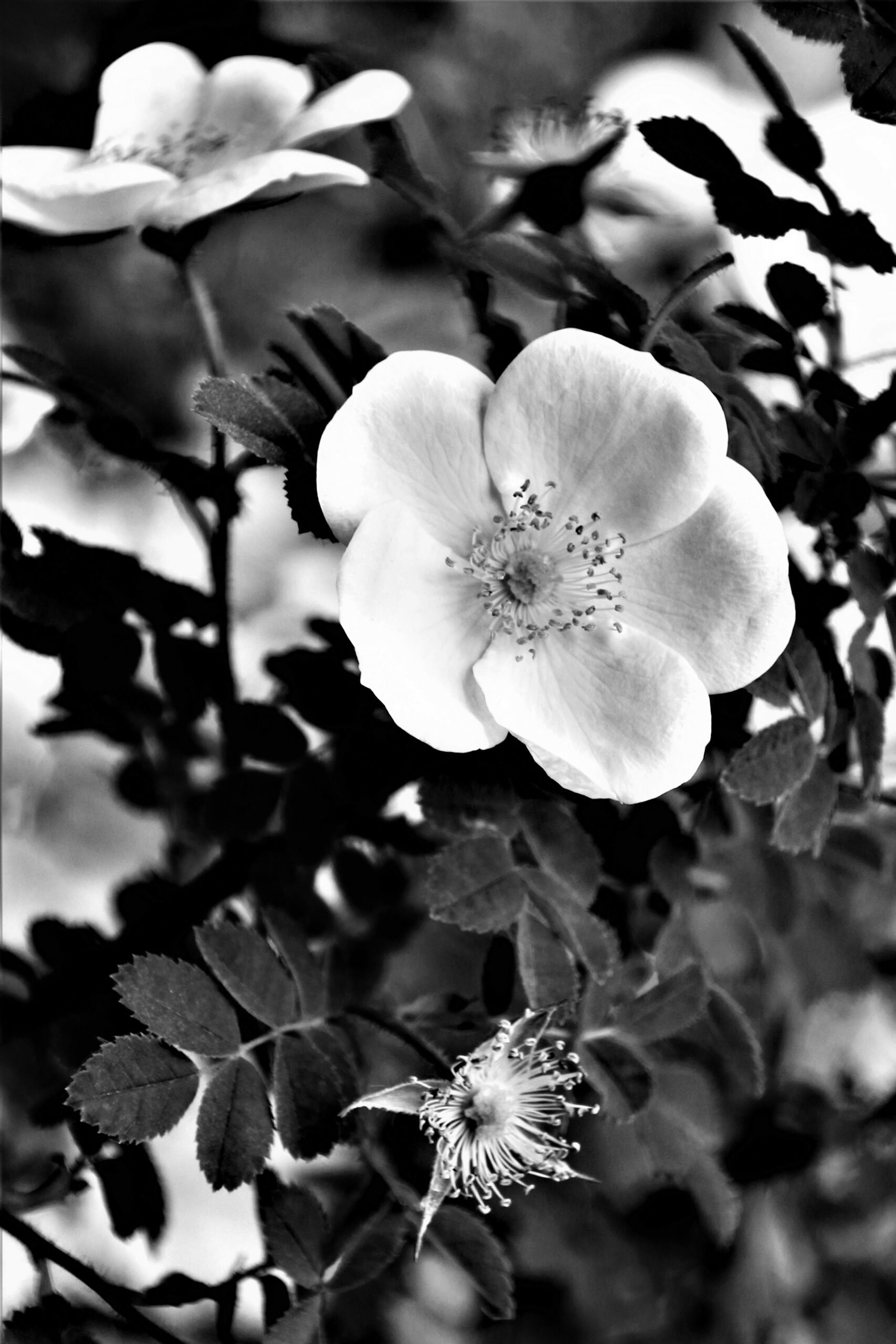 hundsrose heckensrose heiderose hagrose rosa canina weiß schwarz