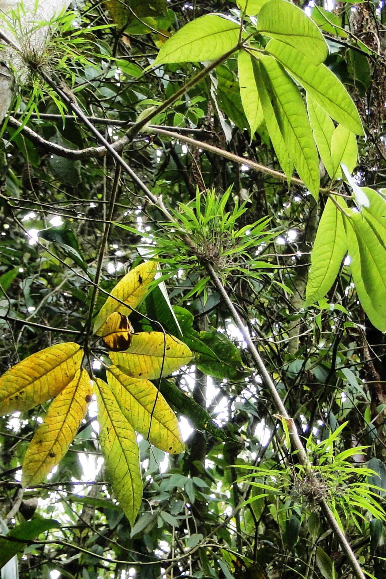 kolumbien colombia reserva natural de chicaque baum details