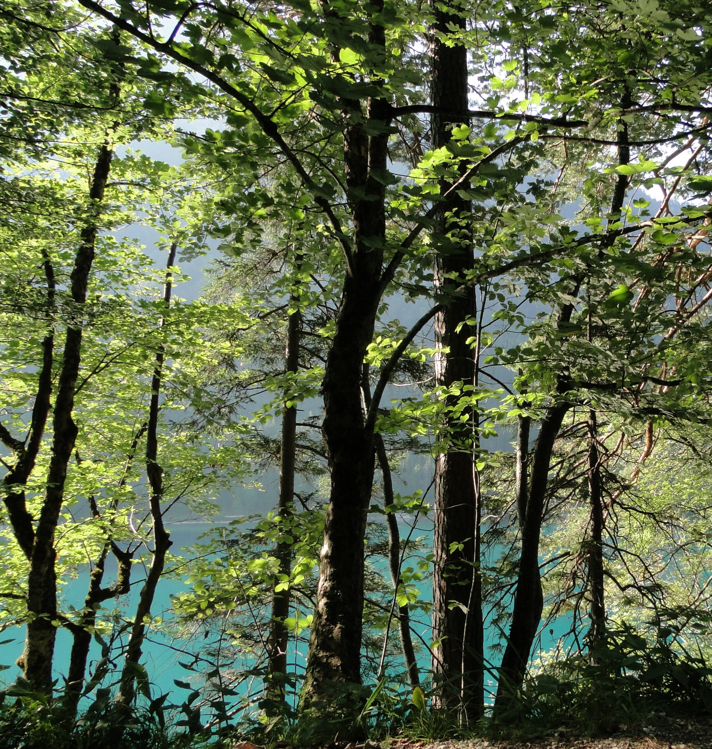 österreich alpsee lechwanderweg bäume wasser