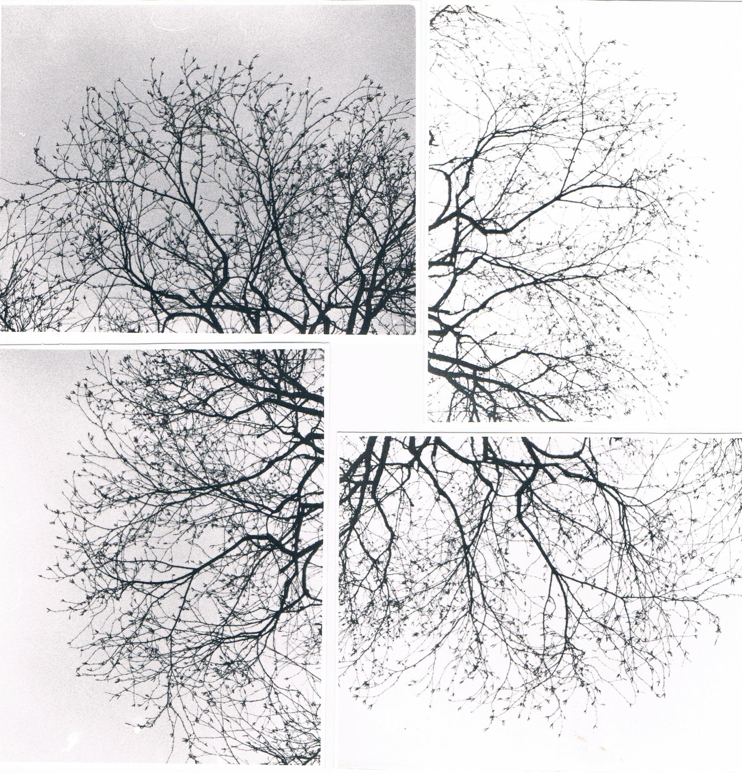 tree-collage-600dpi